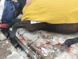 Kůň se zaklínil předními kopyty mezi koleje a betonový nájezd, na místo zamířili hasiči i veterinář