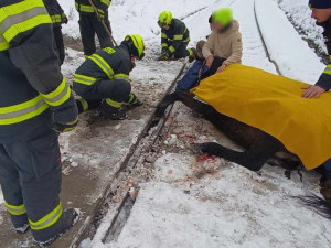 Kůň se zaklínil předními kopyty mezi koleje a betonový nájezd, na místo zamířili hasiči i veterinář