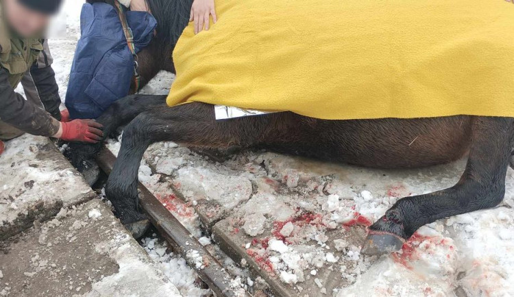 Kůň se zaklínil předními kopyty mezi koleje a betonový nájezd, na místo zamířili hasiči i veterinář