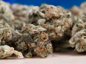 Drogový dealer měl batoh plný marihuany. Prozradil ho typický zápach, který neunikl policejní hlídce