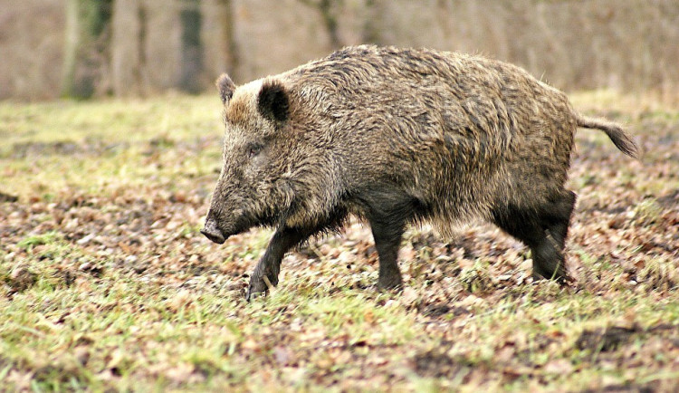 Na Prosečském hřebeni se uskuteční další naháňka černé zvěře
