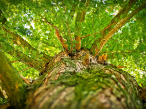 Sokolov letos nechá prořezat stromy ve dvou městských parcích