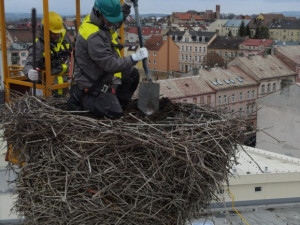 Pracovníci hobbymarketu upravili staré hnízdo čápů na 24 metrů vysokém komíně, práci jim ztěžoval vítr a zima