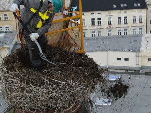 Pracovníci hobbymarketu upravili staré hnízdo čápů na 24 metrů vysokém komíně, práci jim ztěžoval vítr a zima