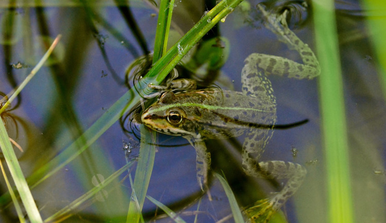 Z chátrající požární nádrže vybudují na Dolním Sedle v Hrádku biotop