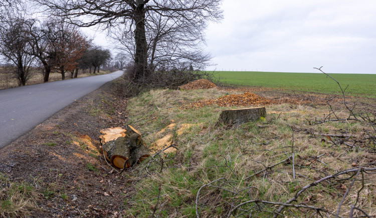 Mezi Václavicemi a Uhelnou obnoví ovocnou alej. Vysadí třešně a jabloně