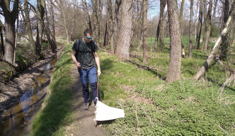 Klíšťata v městských parcích jsou infikovaná víc než ta v přírodě, zjistili vědci