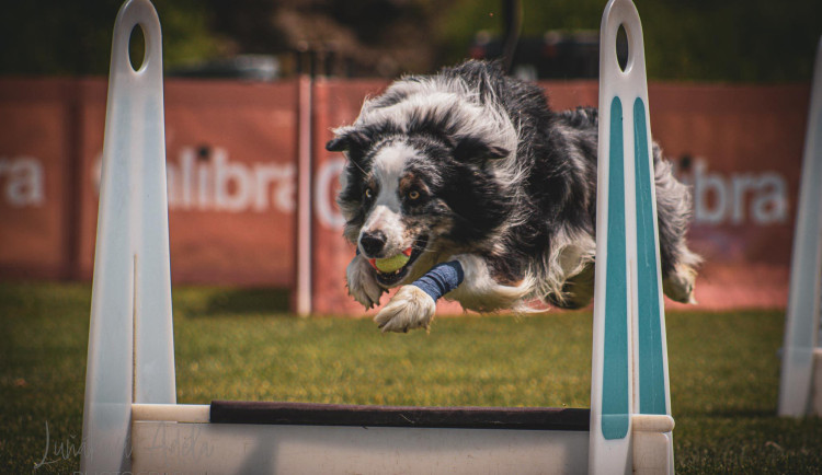 Přes 200 psů závodí tento víkend v Nové Roli ve flyballu