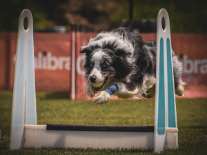 Přes 200 psů závodí tento víkend v Nové Roli ve flyballu