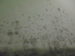 Plíseň v lednici, špinavá digestoř a trus hlodavců, inspektoři odhalili v rodinném hostinci velké nedostatky