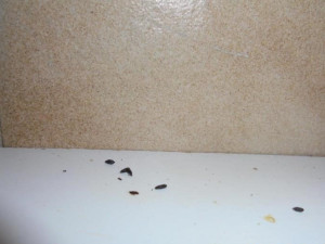 Plíseň v lednici, špinavá digestoř a trus hlodavců, inspektoři odhalili v rodinném hostinci velké nedostatky