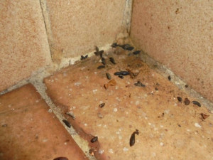 Plíseň v lednici, špinavá digestoř a trus hlodavců, inspektoři odhalili v rodinném hostinci velké nedostatky