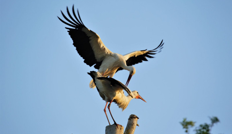 size4-16854680703047-231-nadherna-podivana-dva-capi-spolu-dovadeli-vysoko-na-spicce-uriznuteho-stromu-na-zahrade-u-domu