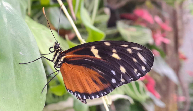 Motýlům nejvíc chutnají téměř nahnilé banány. Seznamte se s životem tropických druhů v nové expozici