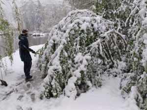 Bečovská botanická zahrada smutní. Areál zasáhla sněhová kalamita