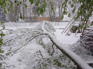 Bečovská botanická zahrada smutní. Areál zasáhla sněhová kalamita