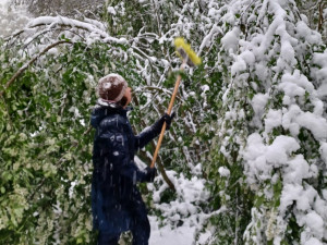 Bečovská botanická zahrada smutní. Areál zasáhla sněhová kalamita