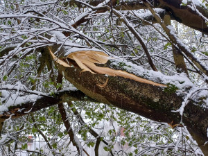 Bečovská botanická zahrada smutní. Areál zasáhla sněhová kalamita