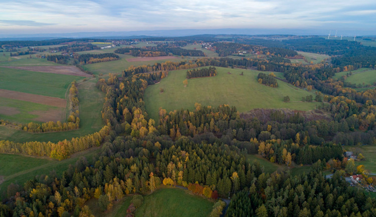 Symbolem CHKO Slavkovský les je ohrožená a chráněná prha arnika