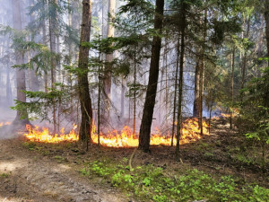 Kvůli suchu a větru hrozí v kraji nebezpečí vzniku požárů