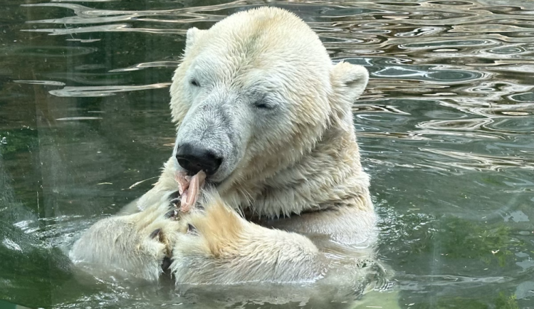 FOTOGALERIE: Svačina v bazénu, pak blbnutí s míčem. Podívejte se, jak si lední medvědi užívají nový domov v pražské zoo