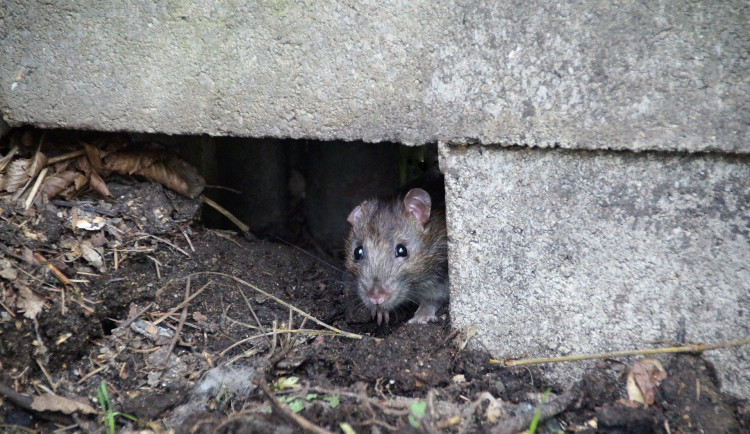 Potkan, ilustrační foto