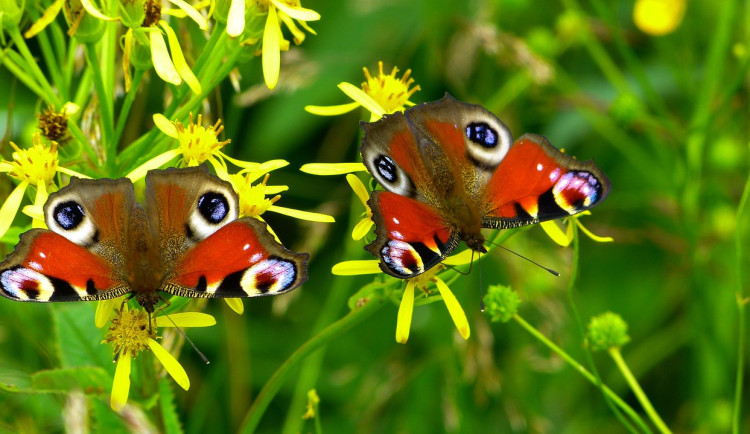 Motýlí půlhodinka začne v pondělí, do sčítání motýlů se může zapojit každý