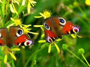 Motýlí půlhodinka začne v pondělí, do sčítání motýlů se může zapojit každý