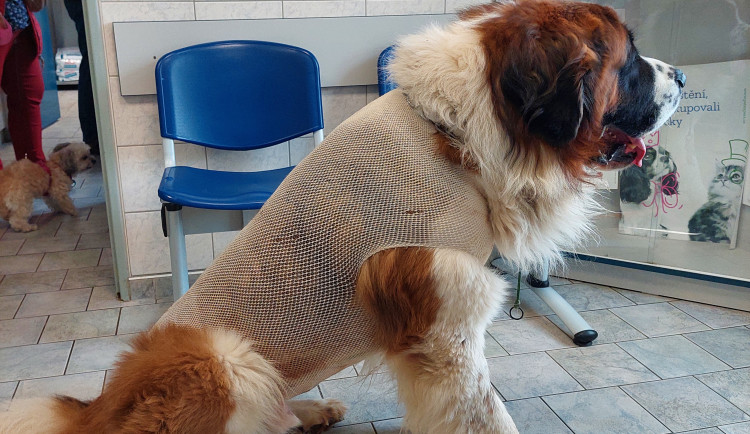 Chmurný konec veterinárních pohotovostí, majitelé mazlíčků musí jezdit pro pomoc přes hranice kraje