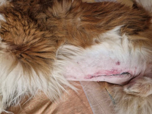 Moskevský strázní pes Barllon Luck of Catherine. Život mu zachránila blesková operace na pohotovosti v Plzni.