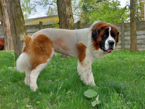 Moskevský strázní pes Barllon Luck of Catherine. Život mu zachránila blesková operace na pohotovosti v Plzni.