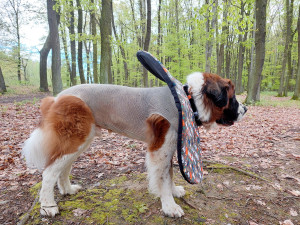 Moskevský strázní pes Barllon Luck of Catherine. Život mu zachránila blesková operace na pohotovosti v Plzni.