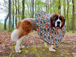 Moskevský strázní pes Barllon Luck of Catherine. Život mu zachránila blesková operace na pohotovosti v Plzni.