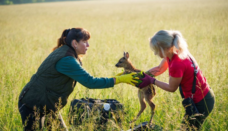 Při sečení trávy zahynou ročně desítky tisíc srnčat. Mohou je zachránit drony