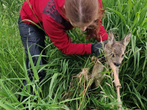 Hasiči pomáhají se záchrankou srnčat před sekačkami, pomocí dronů hledají mláďata ukrytá v trávě