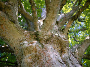 Více než stoletý javor ze zaniklé obce na Chebsku se probojoval do finále soutěže Strom roku