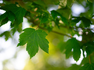 Více než stoletý javor ze zaniklé obce na Chebsku se probojoval do finále soutěže Strom roku