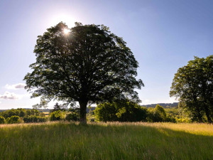 Více než stoletý javor ze zaniklé obce na Chebsku se probojoval do finále soutěže Strom roku