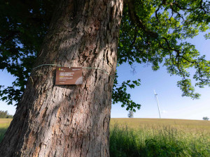 Více než stoletý javor ze zaniklé obce na Chebsku se probojoval do finále soutěže Strom roku