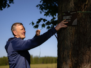 Více než stoletý javor ze zaniklé obce na Chebsku se probojoval do finále soutěže Strom roku