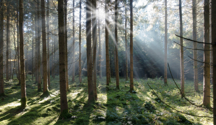 Jáchymov se odvolal proti rozsudku soudu za vykácení lesa pod Klínovcem