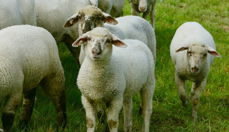 Veterináři zvýšili dozor na Karlovarsku kvůli katarální horečce ovcí v Německu