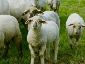 Veterináři zvýšili dozor na Karlovarsku kvůli katarální horečce ovcí v Německu