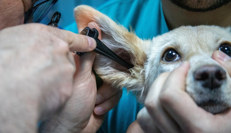 Karlovarský kraj bude nabízet stipendia i studentům veterinárního lékařství. V regionu veterináři chybí