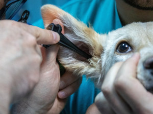 Karlovarský kraj bude nabízet stipendia i studentům veterinárního lékařství. V regionu veterináři chybí