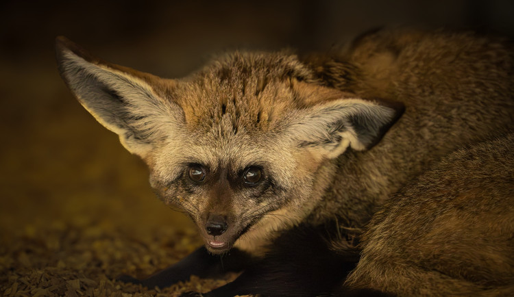 Ze zoo na Jindřichohradecku utekli dva psi ušatí