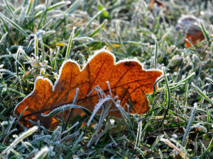 Během víkendu mohou do Karlovarského kraje dorazit přízemní mrazíky