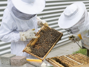 Podpora z kraje míří ke zkušeným i začínajícím včelařům