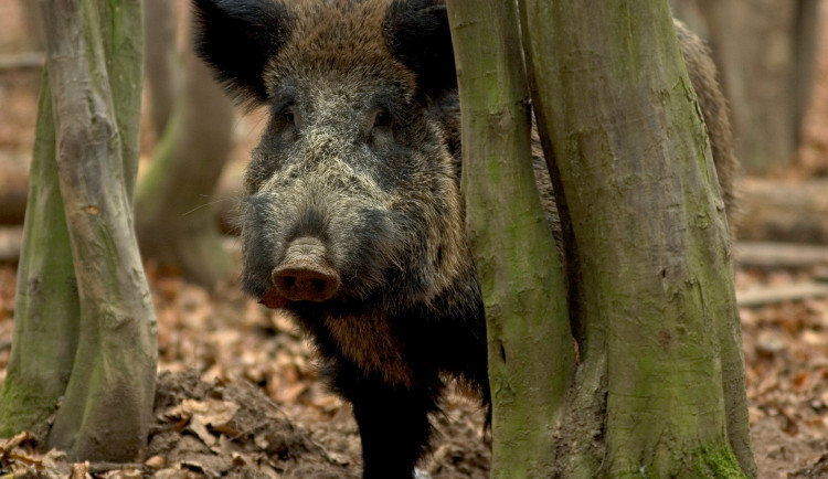 Odlov škodné zvěře podpořil poprvé Karlovarský kraj milionovou dotací