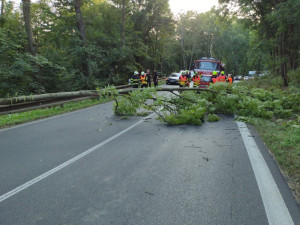 Na začátku celé události byl pád tohoto stromu
